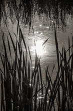 Cattails growing in marsh in Silver Creek Preserve, black and white. Bellevue, Idaho, USA.
