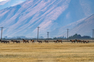 Herd of elk crosses pasture in Silver Creek Preserve. Bellevue, Idaho, USA.