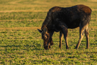 Cow Moose grazing in pasture at sunset. Bellevue, Idaho, USA.