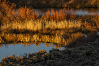 Marsh vegetation reflected in water at sunset. Bellevue, Idaho, USA.