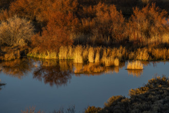 Marsh vegetation reflected in water at sunset. Bellevue, Idaho, USA.