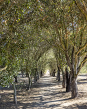 Treelined footpath on sunny day. Temecula, California, USA.