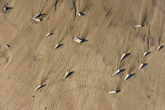 Overhead view of small sea shells on sand. , Guanacaste, Costa Rica.