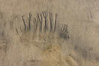 Abstract patterns on beach sand. , Guanacaste, Costa Rica.