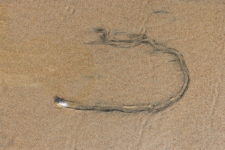 Overhead view of mollusk trail in wet sand. , Guanacaste, Costa Rica.