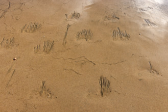 Abstract patterns on beach sand. , Guanacaste, Costa Rica.
