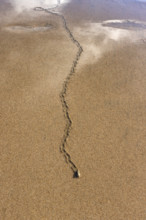 Overhead view of mollusk trail in wet sand. , Guanacaste, Costa Rica.