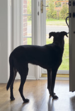Mixed breed dog waiting by front door. Nashville, Tennessee, USA.