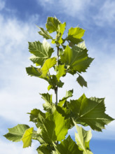 Low angle view of Sycamore tree top against sky. Nashville, Tennessee, USA.