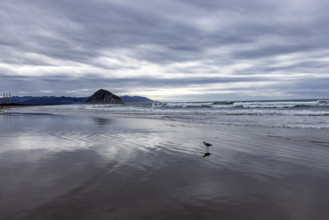 Seabird on wet beach with Morro Rock in distance, Morro Bay, California, USA.