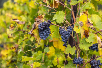 Close-up of ripe wine grapes on vine, Gordes, Vaucluse, France.