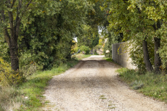 Empty treelined country road , Gordes, Vaucluse, France.