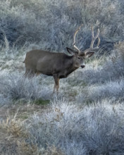 Buck Mule Deer foraging in field, Zion National Park, Utah, USA.