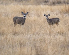 Two mule deer in grassy field, Bellevue, Idaho, USA.