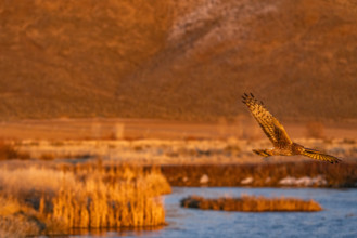 Harrier Hawk hunting over river at sunset, Bellevue, Idaho, USA.