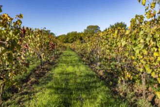Vineyard in morning light, Bonnieux, Vaucluse, France.