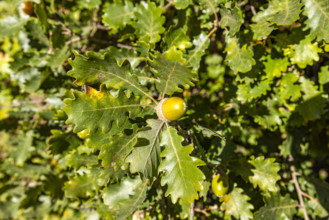 Close-up of acorn on oak tree on sunny day, Bonnieux, Vaucluse, France.