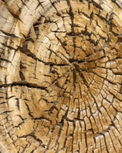 Close-up of ancient cut tree, Zion National Park, Utah, USA.