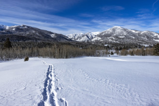 Tracks through snow in field on sunny day, Sun Valley, Idaho, USA.