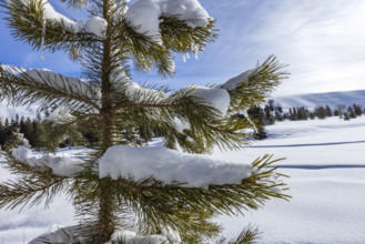 Close-up of pine tree in snow covered field, Sun Valley, Idaho, USA.