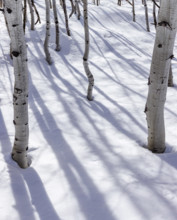 Aspen sapling trunks in snow, Sun Valley, Idaho, USA.
