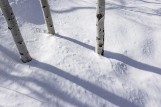 Aspen sapling trunks in snow, Sun Valley, Idaho, USA.