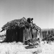 Building a hut. A woman reaches up to pass straw to a man who is thatching the roof of a