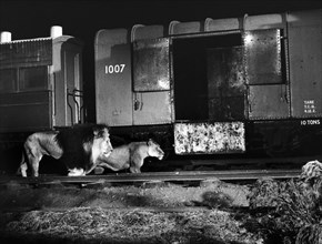 Lions walking by a train at night. A posed publicity photograph from the East African Railways and