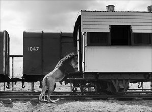 A lion peers inside a railway wagon. A posed publicity photograph from the East African Railways