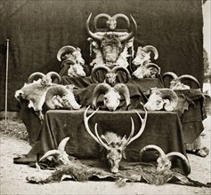 Captain Clarke's trophies. An orderly display of horned animal heads and skins belonging to