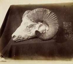 Sheep's head trophy. The severed head of a wild horned sheep, a trophy collected by 'Captain