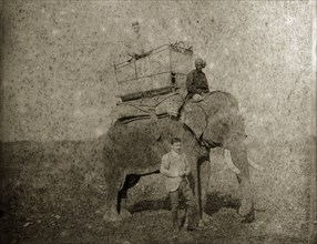 Hunting elephant with howdah. An Indian man, dressed in Western clothing, stands beside a hunting