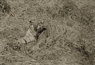Tiger kill on show. The body of a dead tiger killed by hunters is propped up on display for the