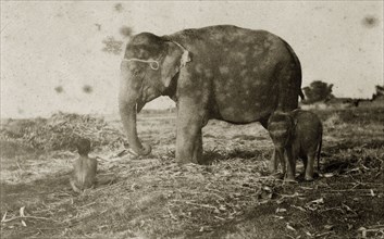 A mahout contemplates his elephants. A young Indian mahout (elephant handler) sits with his back to