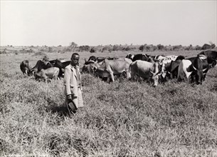 A herd of cattle on good grazing land. A farmer oversees a herd of undernourished cattle as they