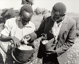 A harvest of pyrethrum flowers. Two African farm workers inspect pyrethrum flowers that have been