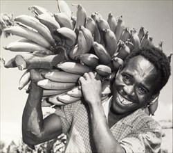 Harvesting bananas. A smiling African farm worker balances a large bunch of bananas on his shoulder