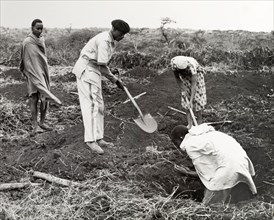 Digging a coffee shamba. A uniformed agricultural instructor, spade in hand, helps three African