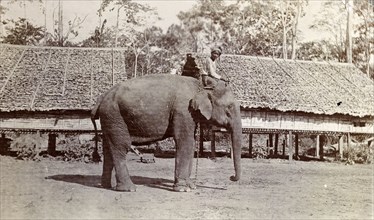A Burmese mahout. A Burmese mahout (elephant handler) sits on the shoulders of his elephant beside