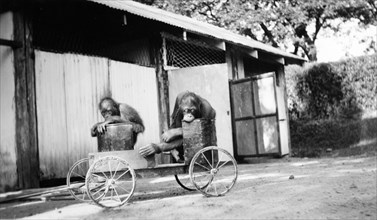 Captive orangutans. Two captive orangutans sit on a homemade go-cart. It is unclear whether the