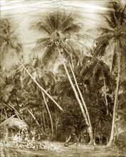 Burmese coconut pickers. A coconut picker, shinned high up a tree, throws coconuts down to the