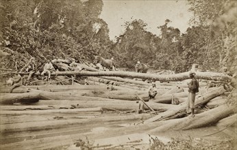 Tree felling in Burma (Myanmar). A forest clearing is littered with felled trees and teak logs.