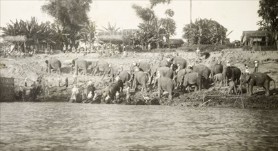 Elephants emerge from the water. A herd of elephants and their mahouts (elephant handlers) gather