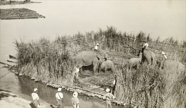 Transporting elephants across a river. A number of elephants, including two calves, stand inside an