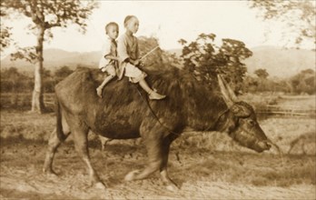 Children riding a horned cow. Two children ride a horned cow bareback through a field. Burma
