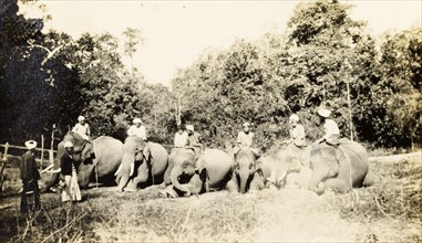 Elephant line-up. Seven elephants, ridden by mahouts (elephant handlers), kneel in a row in a