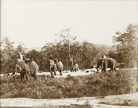 Elephants at work logging. Four harnessed elephants, directed by their mahouts (elephant handlers),