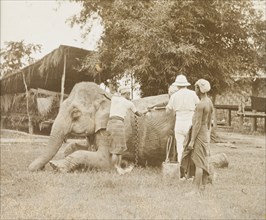 A vet attends to a logging elephant. An elephant, used to manoeuvre timber in the teak forests of