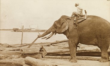 Elephant operating a saw. Under the direction of its mahout (elephant handler), an elephant uses