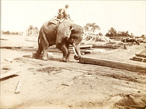An elephant manoeuvres timber at a sawmill. An elephant is directed by its mahout (elephant